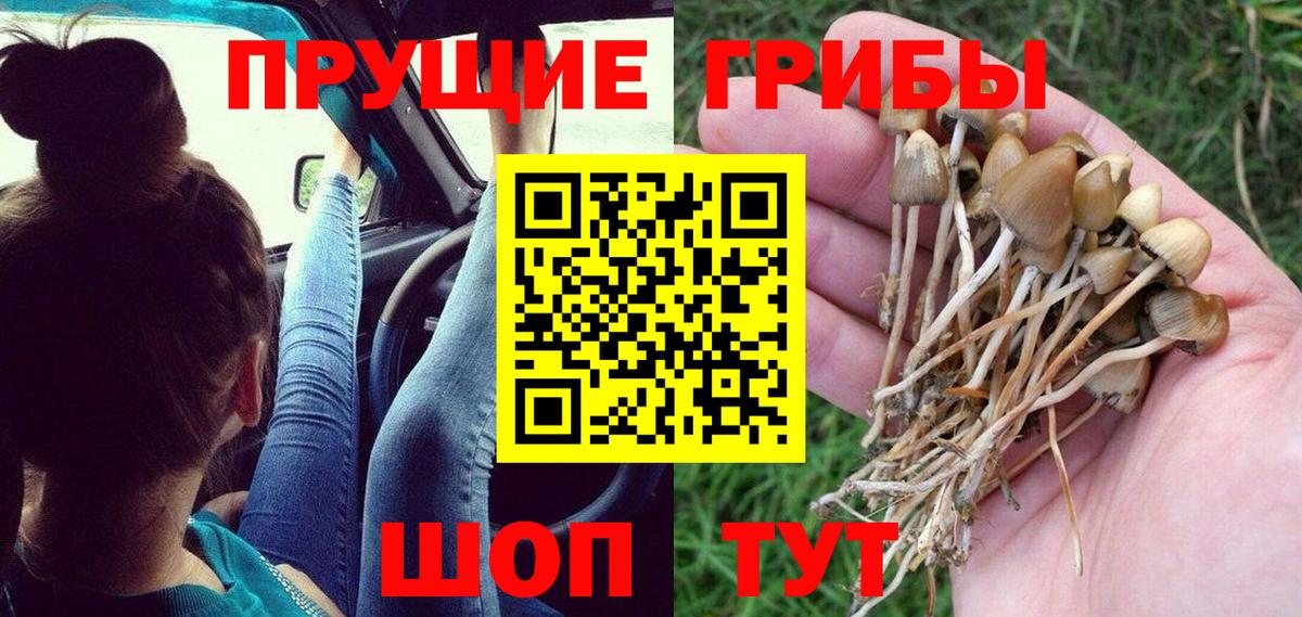 Галлюциногенные грибы Psilocybe Ангарск